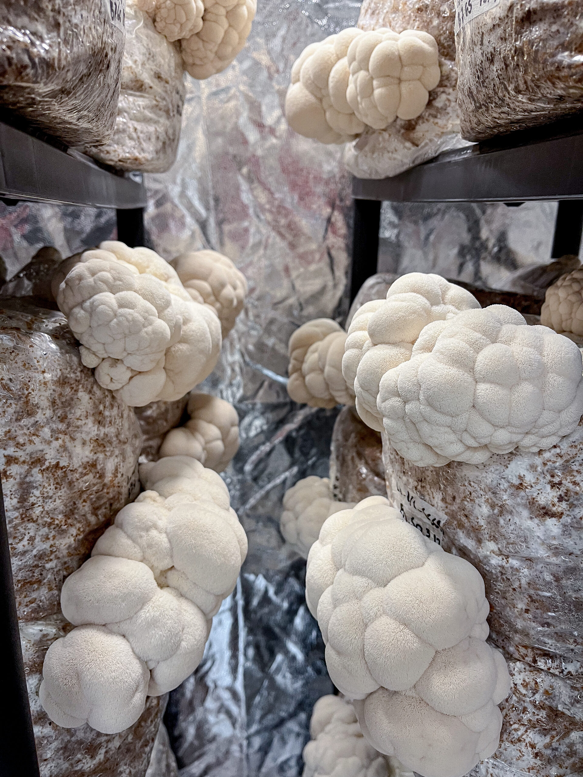 Ein Foto von mehreren Substratblöcken mit großen weißen Fruchtkörpern von Lions Mane, Igelstachelbart, in der Pilzfarm von BetterMyco in Würzburg