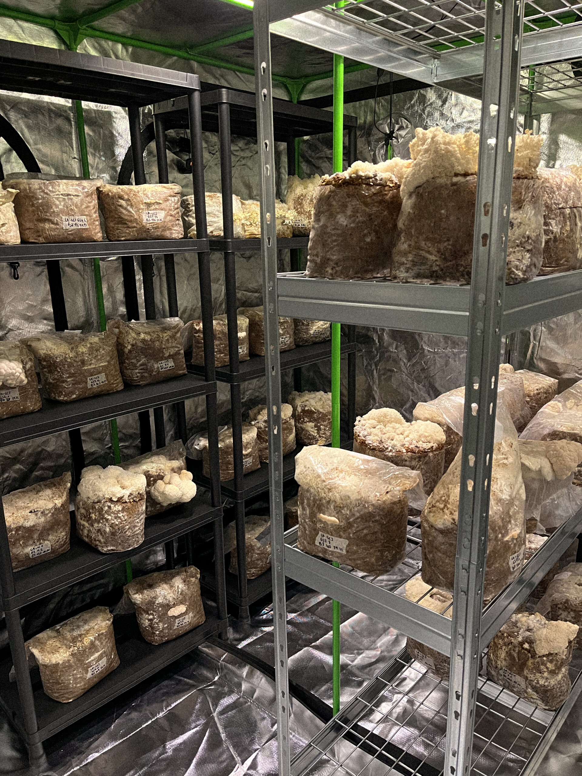 Ein Foto von mehreren Substratblöcken in einem Fruchtungszelt mit großen weißen Fruchtkörpern von Lions Mane, Igelstachelbart, in der Pilzfarm von BetterMyco in Würzburg