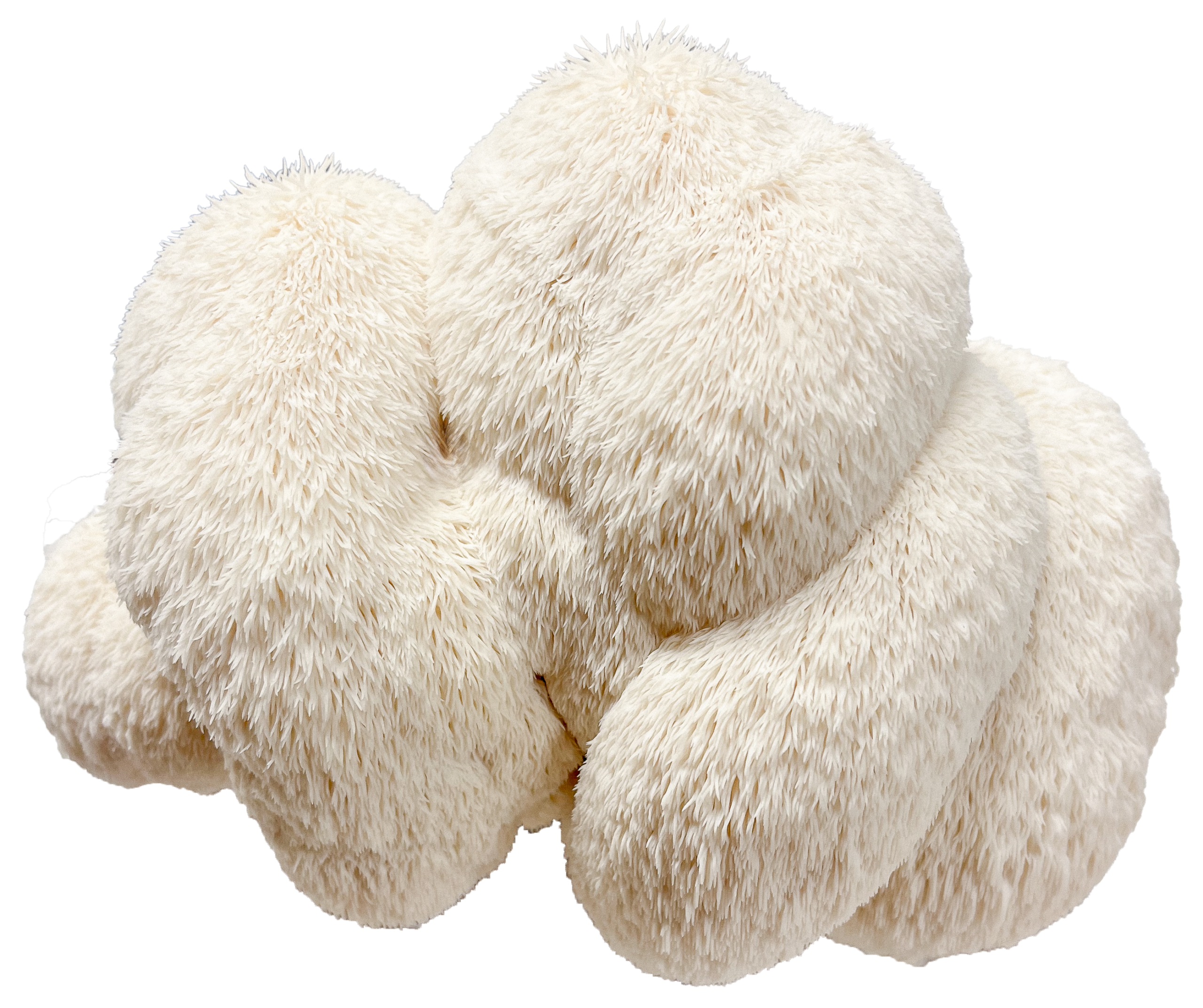 Ein wunderschöner Lions Mane, auch Igelstachelbart genannt, von der Regionalen Pilzfarm BetterMyco aus Würzburg