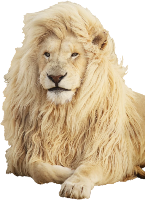 Ein Löwe mit Löwenmähne, daher stammt der Name für den Speisepilz Lions Mane oder auch Igelstachelbart genannt