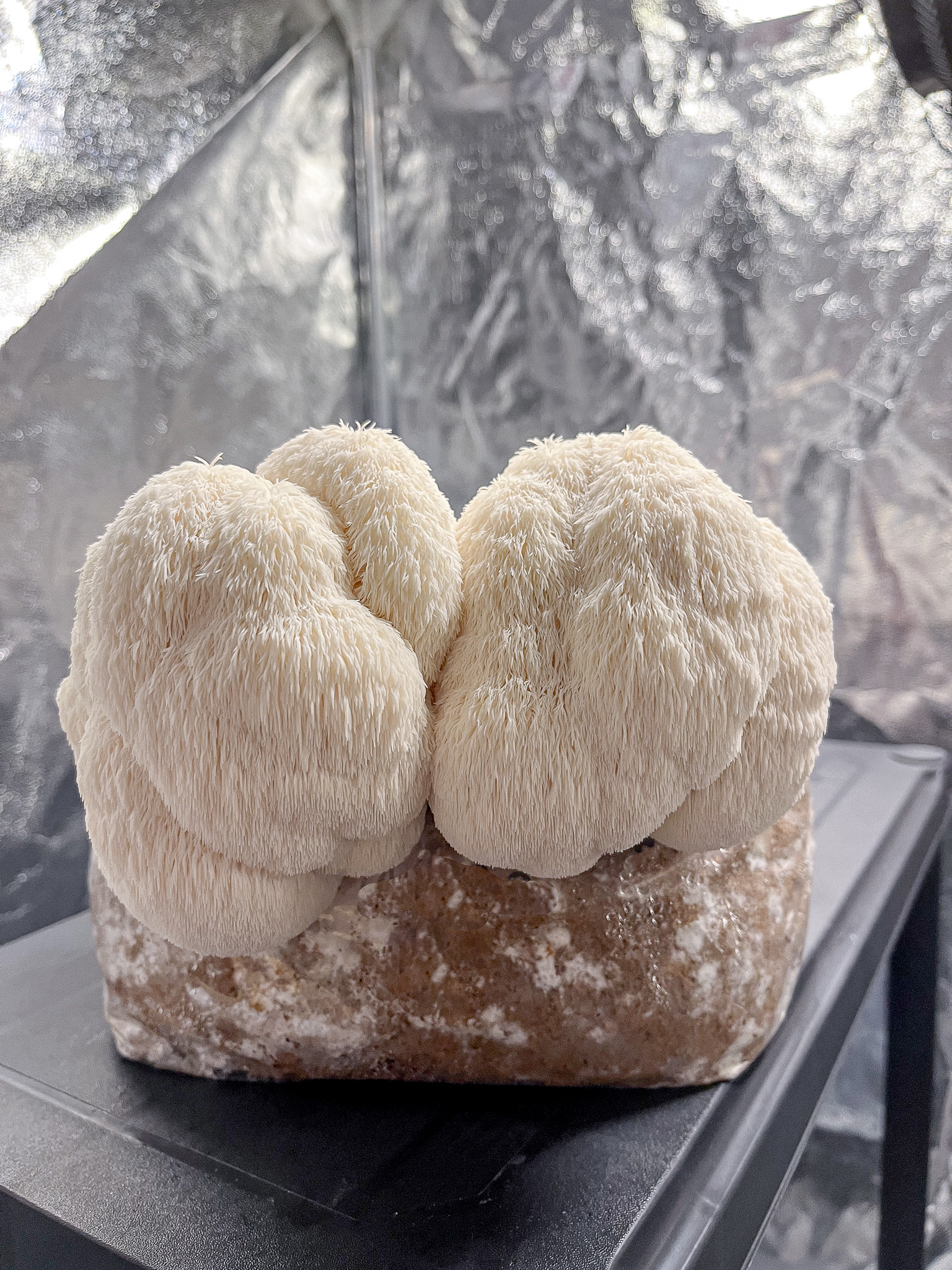 Schöner großer weißer Lions Mane Igelstachelbart, welcher auf einem Growkit Pilzzuchtset für Zuhause von BetterMyco wächst