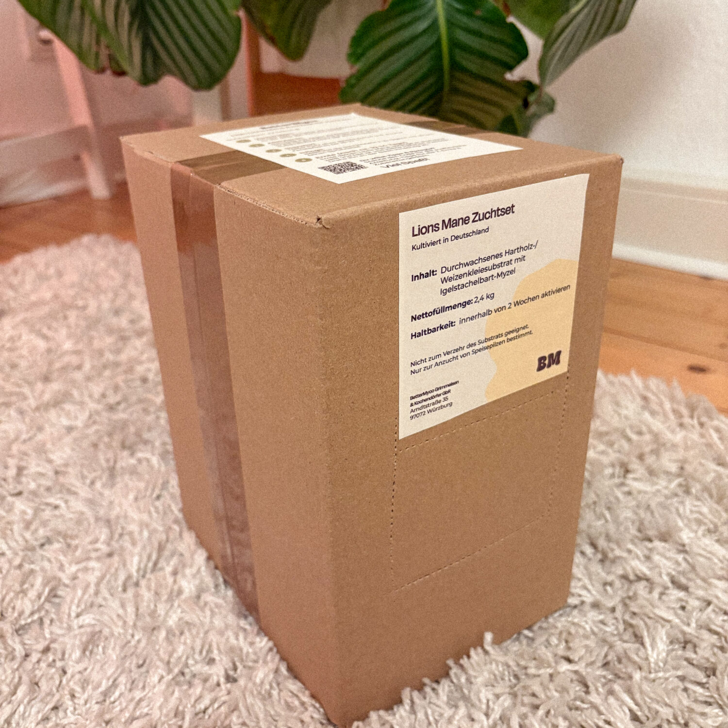 Fertiges Pilzzuchtset und Growkit für Zuhause, um frischen Lions Mane selbst zu züchten, hergestellt von BetterMyco