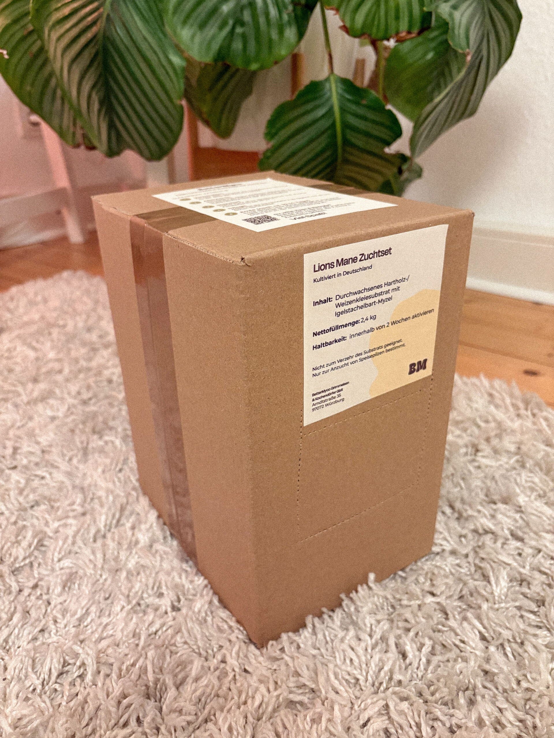 Fertiges Pilzzuchtset und Growkit für Zuhause, um frischen Lions Mane selbst zu züchten, hergestellt von BetterMyco