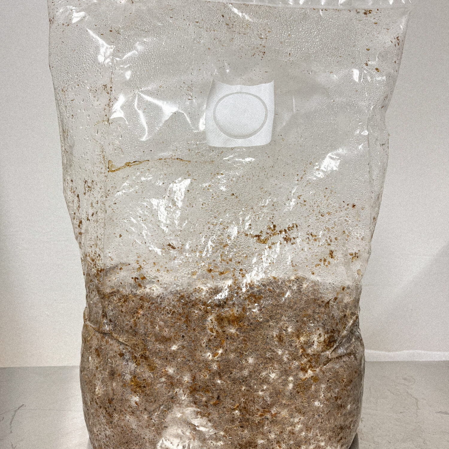 Ein Beutel mit Substrat und durchgewachsenem Myzel mit Lions Mane, Igelstachelbart, hergestellt von der Pilzfarm BetterMyco aus Würzburg