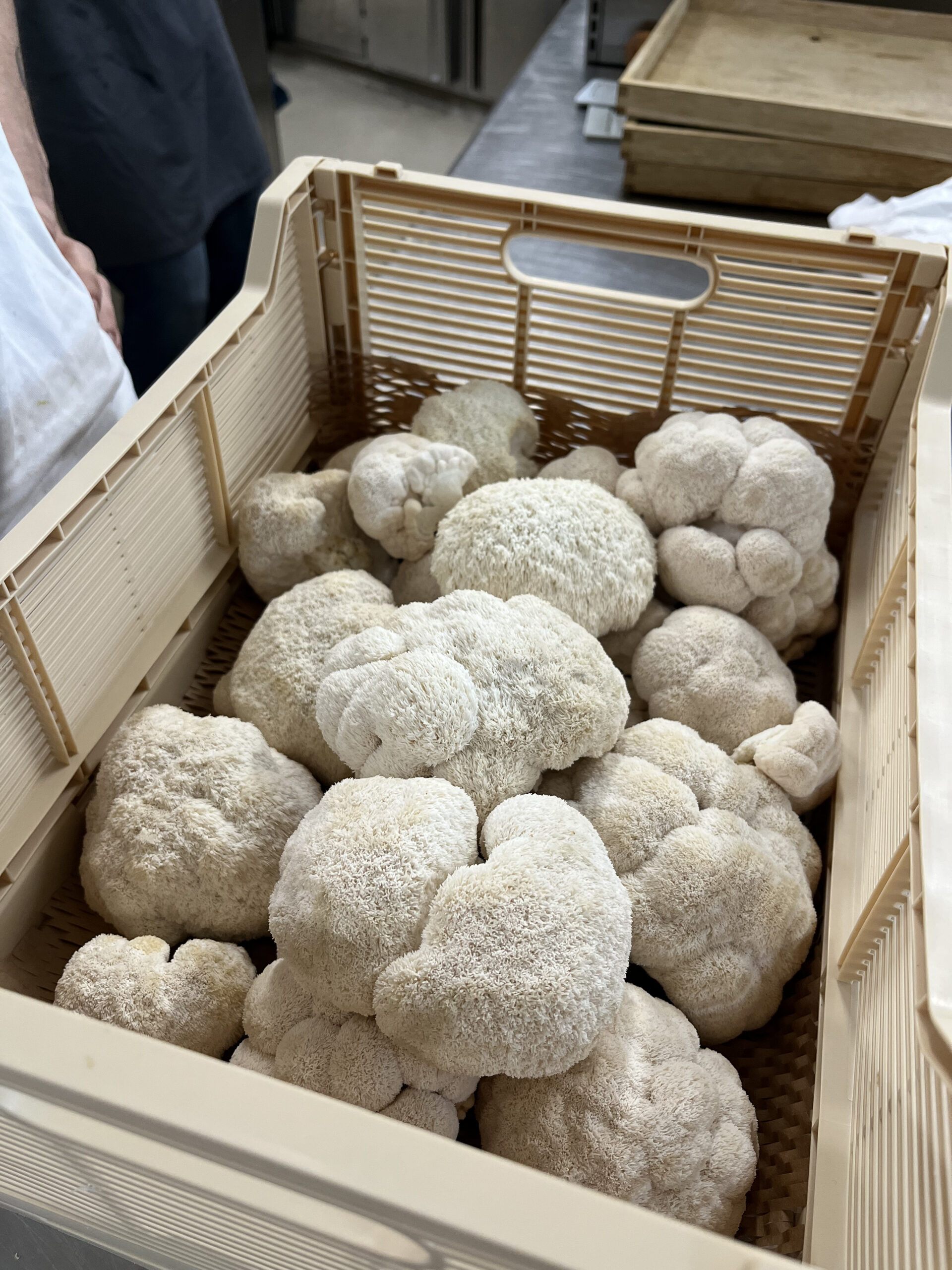 Eine Box voller weißer schöner Lions Mane, Igelstachelbart von BetterMyco für Schwabs Landgasthof in Schwarzach