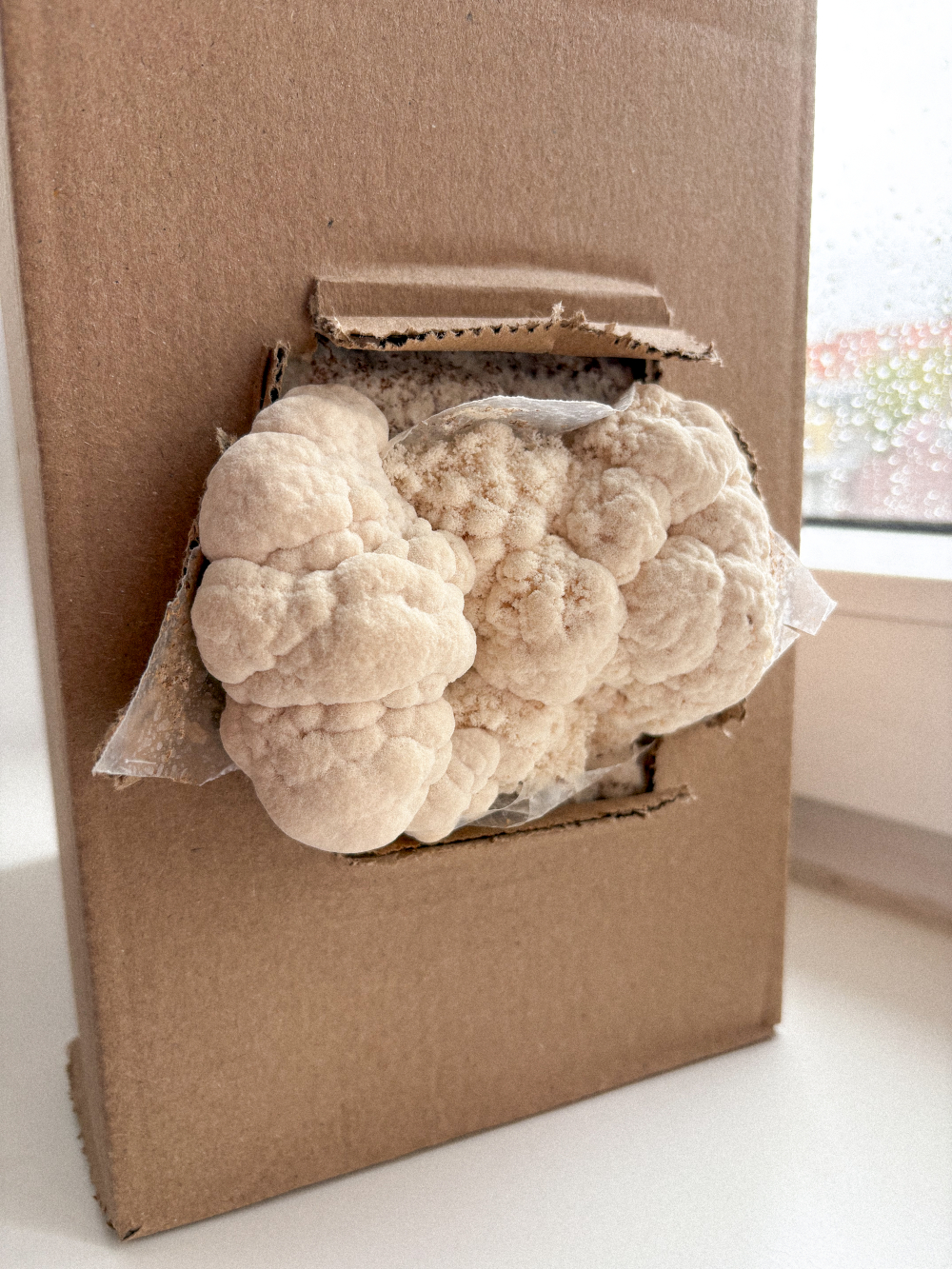 Fast erntereifer Lions Mane und Igelstachelbart vom Growkit und Pilzzuchtset von BetterMyco